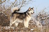 ALASKAN MALAMUTE 081